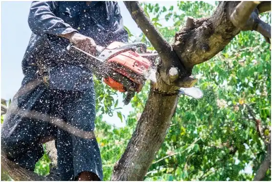 tree services Spooner